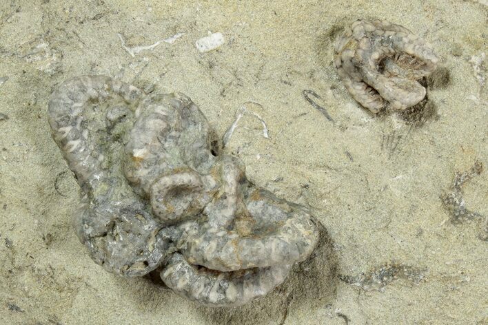 Fossil Starfish (Onychaster & Calyptactis) Plate - Indiana #243930